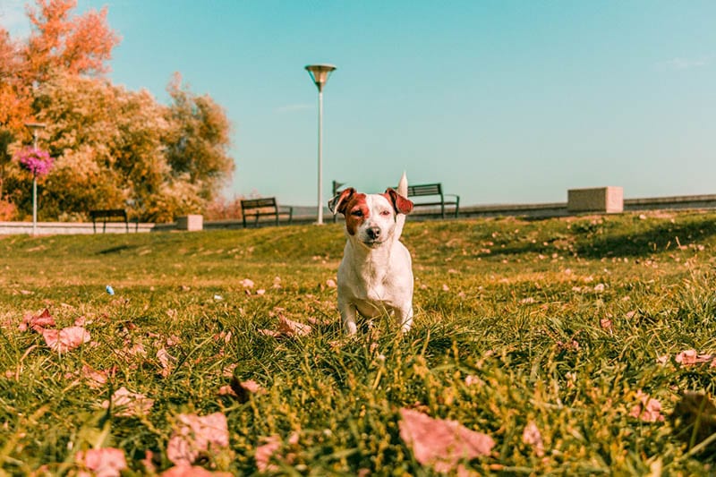 jack russell terrier at the dog park