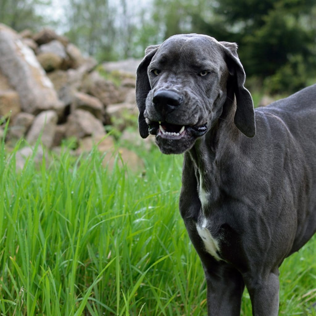 Great Dane Growling