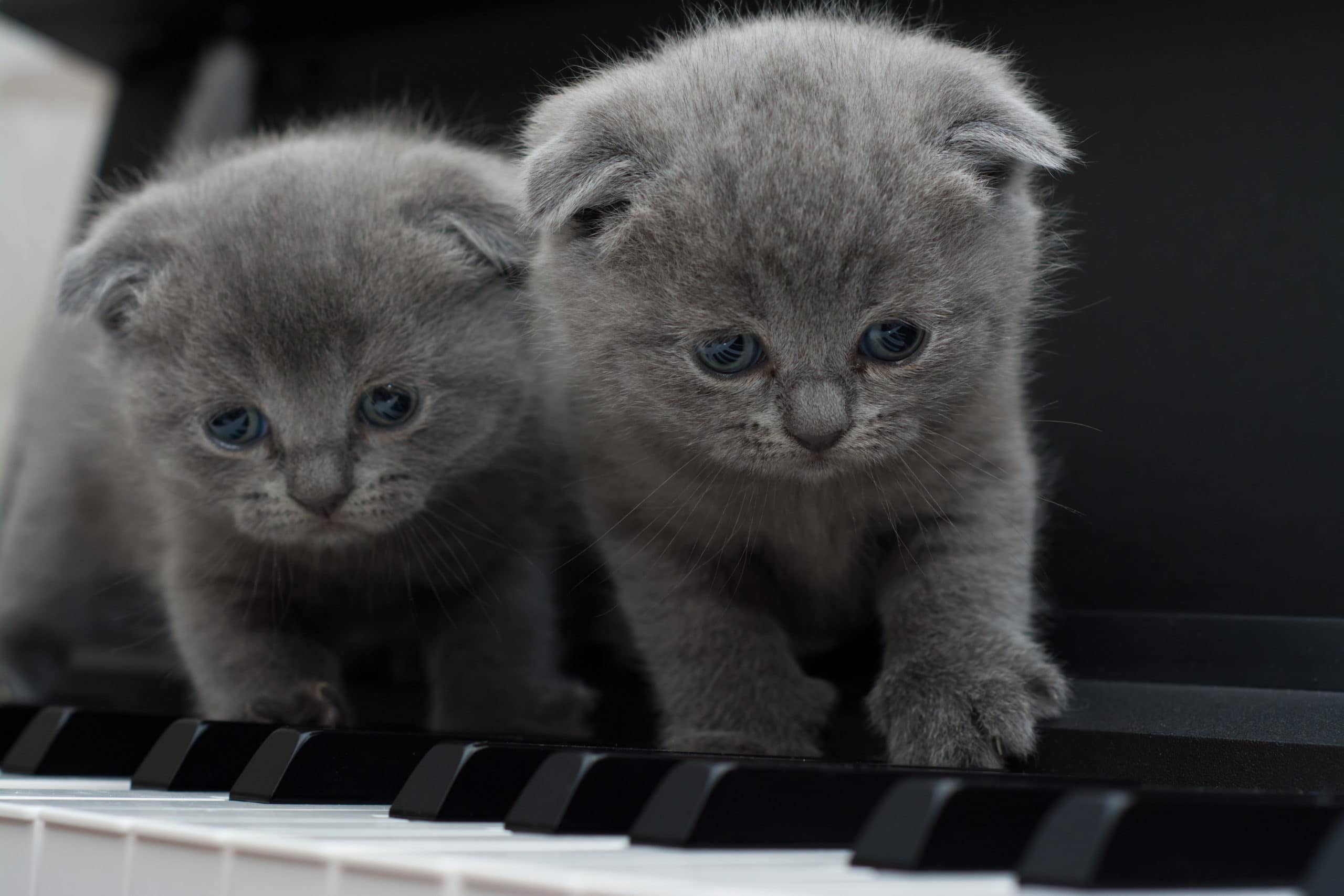 Mèo ngồi trên đàn piano