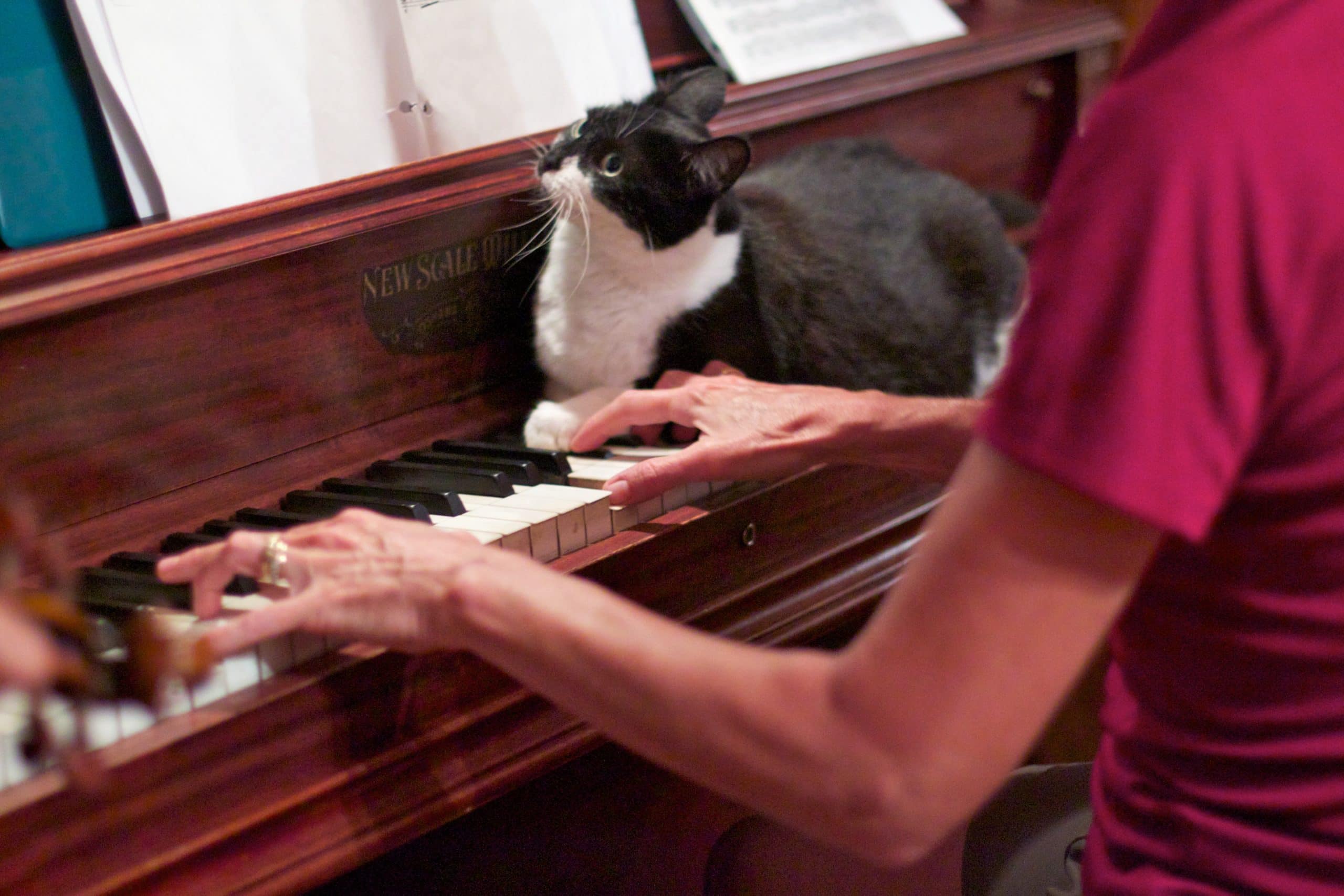 Cat Reads Sheet Music