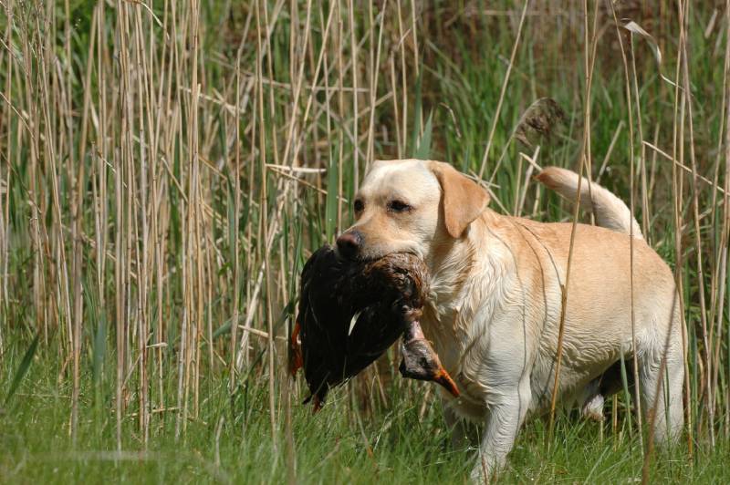 Dog killed bird 2025