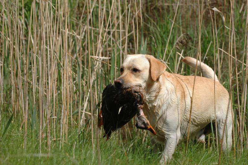 labrador retriever dog with a dead bird in its mouth