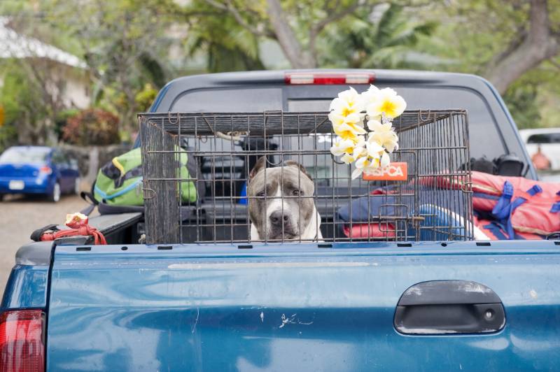 large dog in a cage on the back of a truck