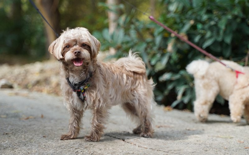 maltipoo dog puppies outdoors