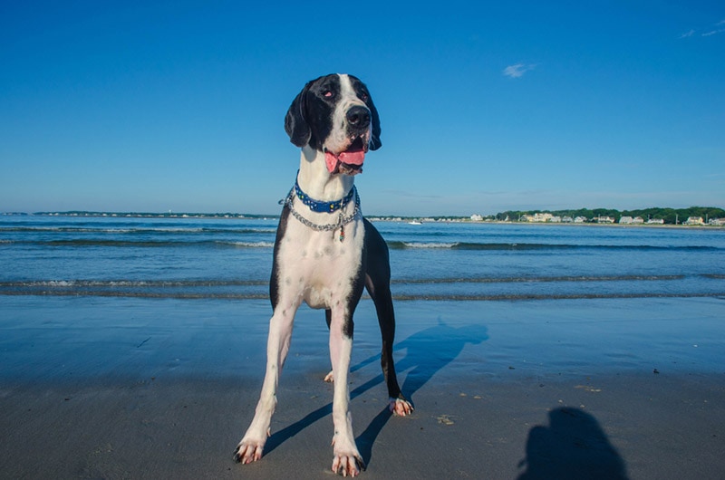mantle great dane dog at the beach
