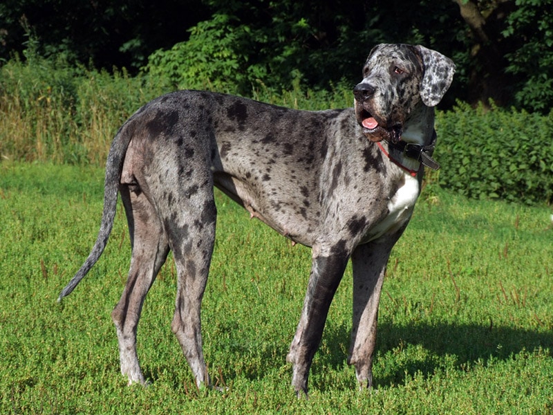 merle great dane dog standing outdoor