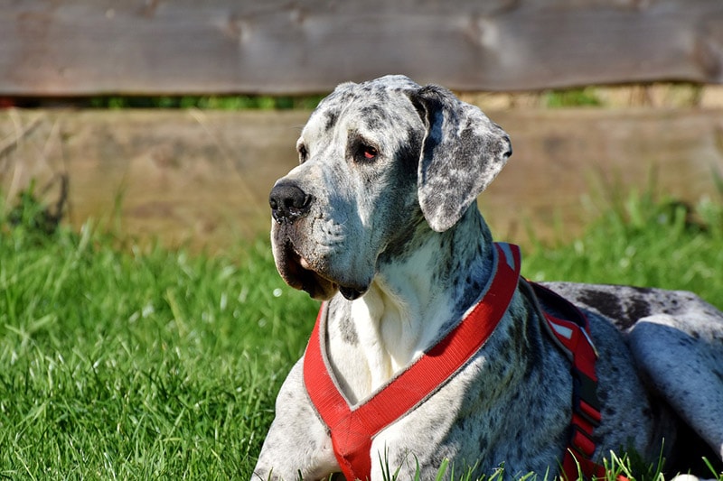 merle great dane dog in a harness lying on grass