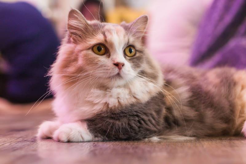 munchkin cat is looking away while lying down