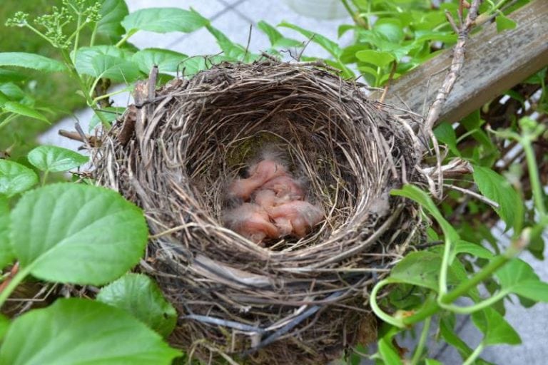 How to Protect Bird Nests from Cats (10 Tips & Tricks) Hepper