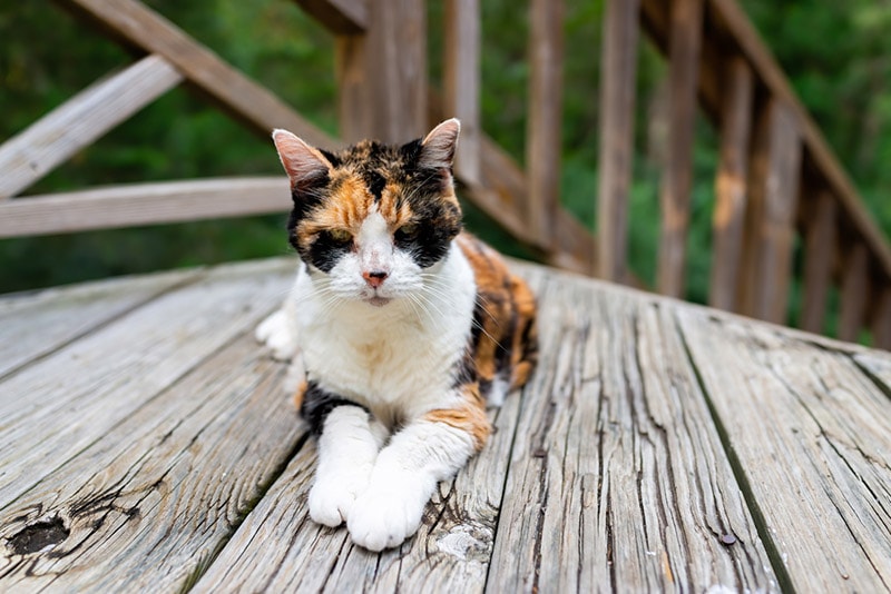 con mèo hoa già nằm trên boong gỗ