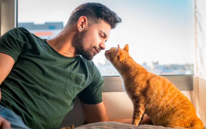 An orange tabby cat sniffing a man