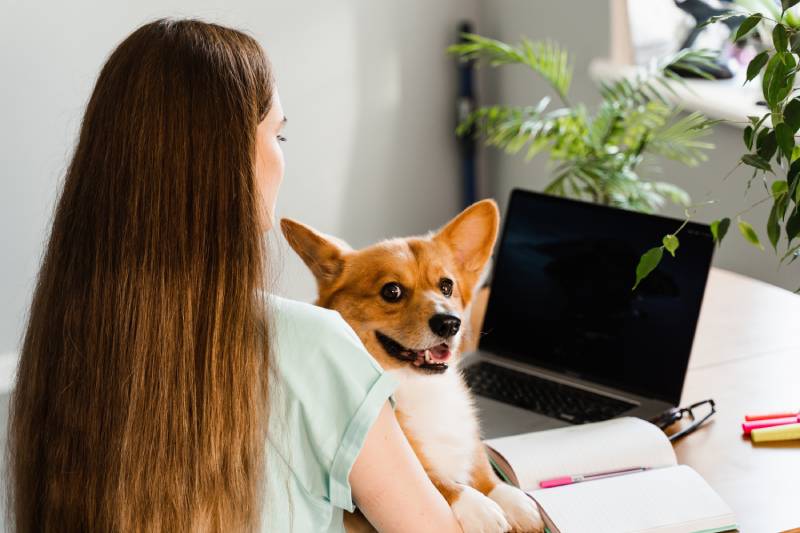 owner holding corgi dog while studying