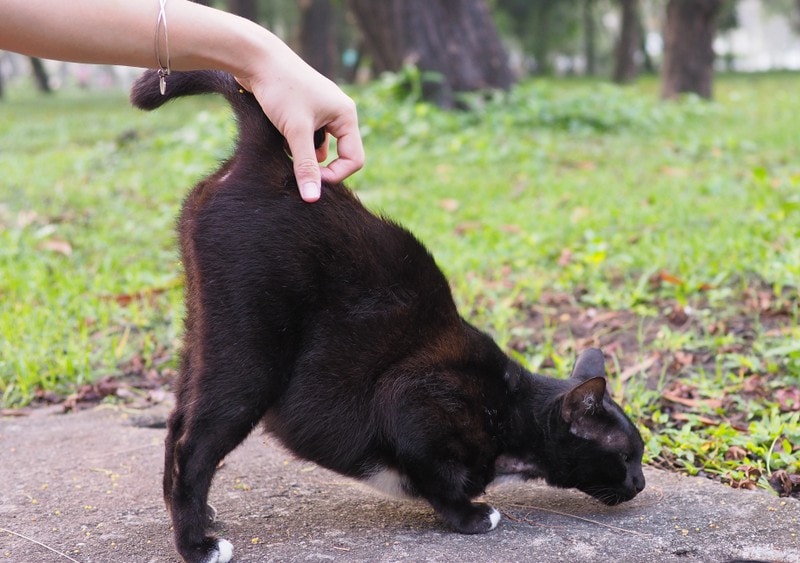 owner scratching cat's tail