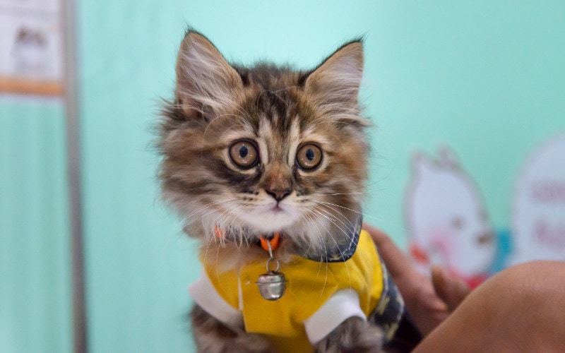persian scottish fold mix cat
