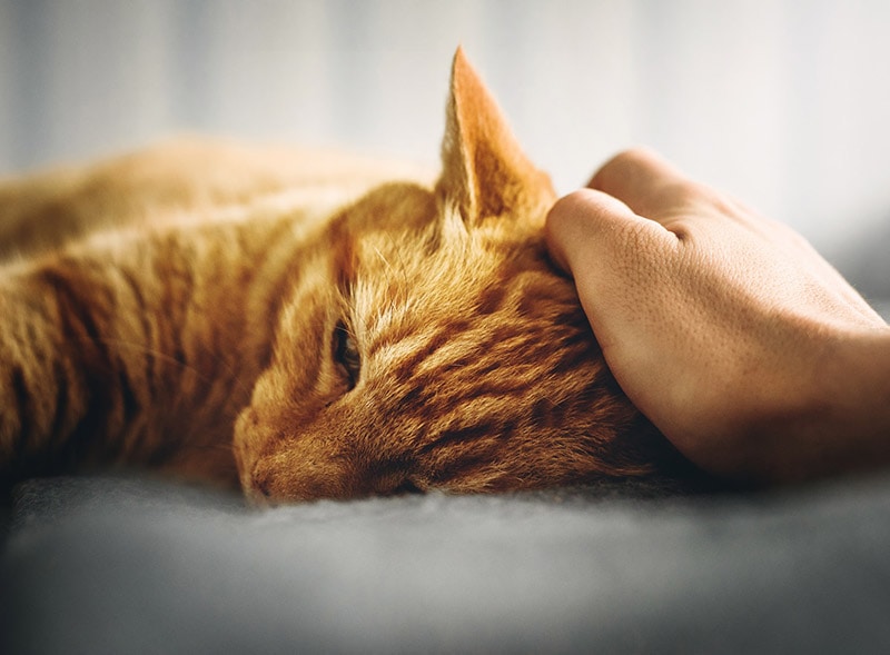 person petting a sick cat