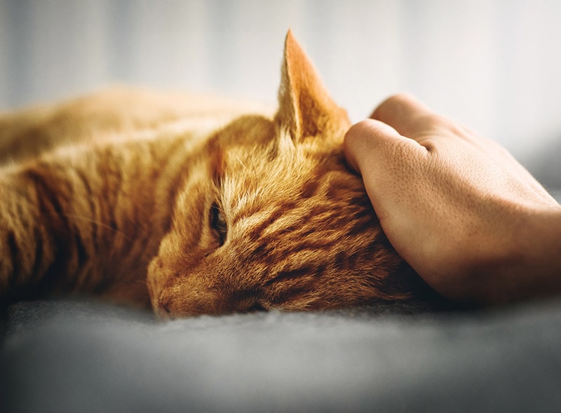 person petting a sick cat person petting a sick cat