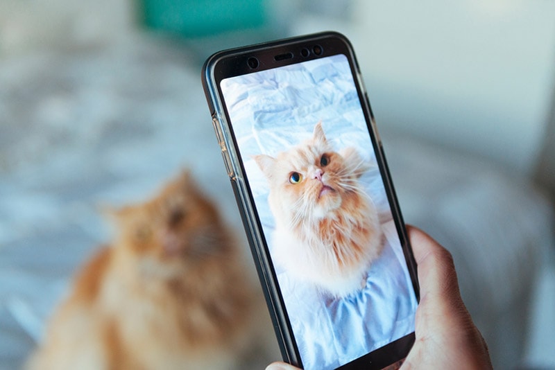 person taking picture of a cat