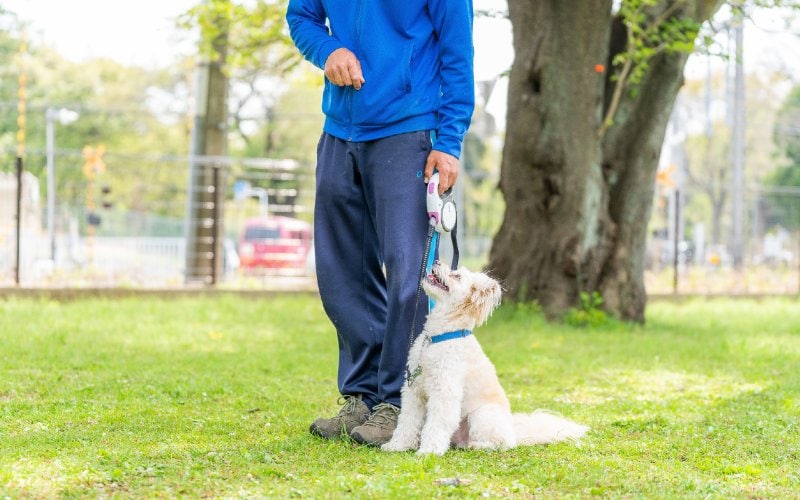 person training a maltipoo dog outdoors