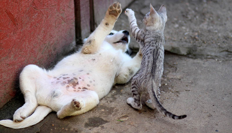 puppy and kitten playing