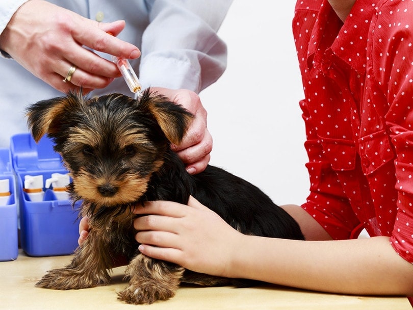 puppy getting a vaccine