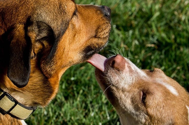 puppy licking a senior dog