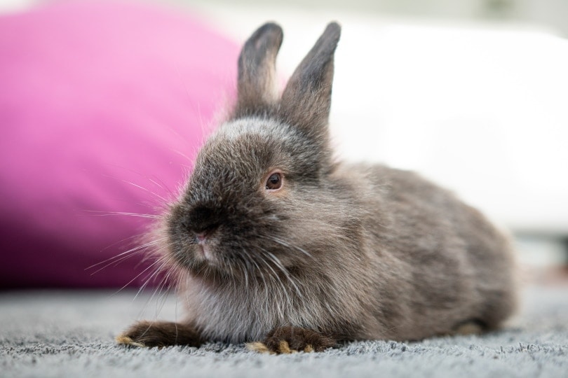 rabbit lying on the carpet