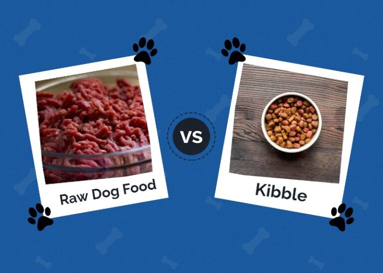 Raw Dog Food vs. Kibble The Main Differences Hepper