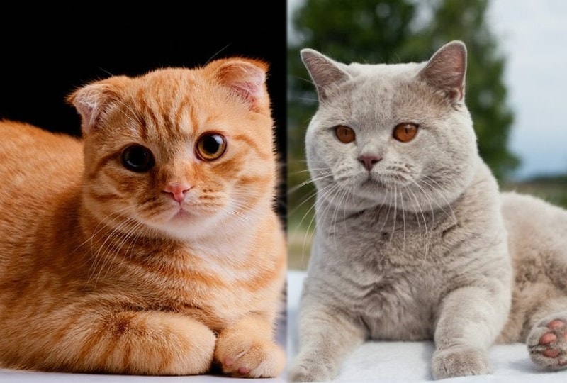 scottish fold and british shorthair