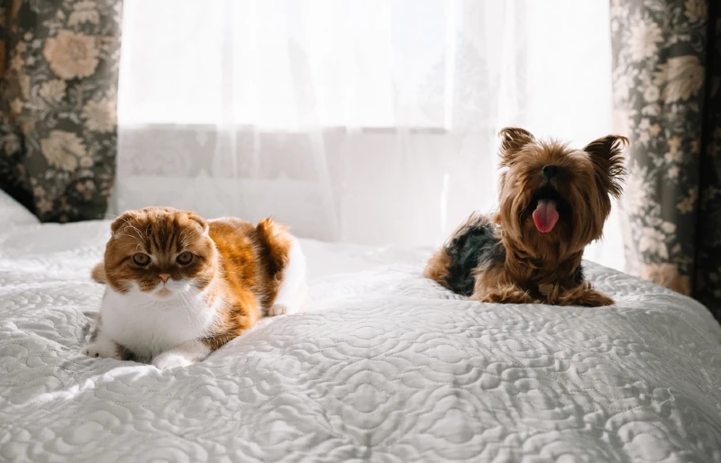 scottish fold cat and yorkshire terrier dog on the bed
