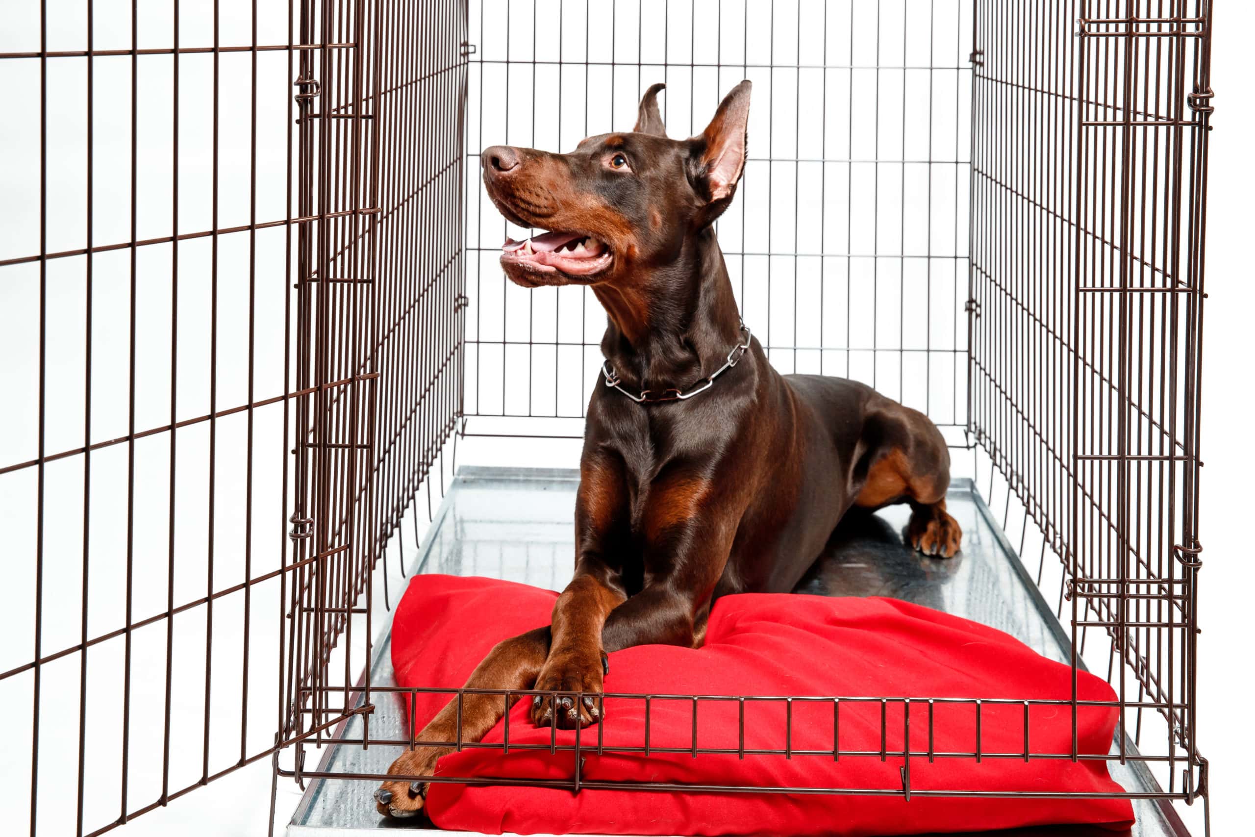 Doberman laying on a Crate