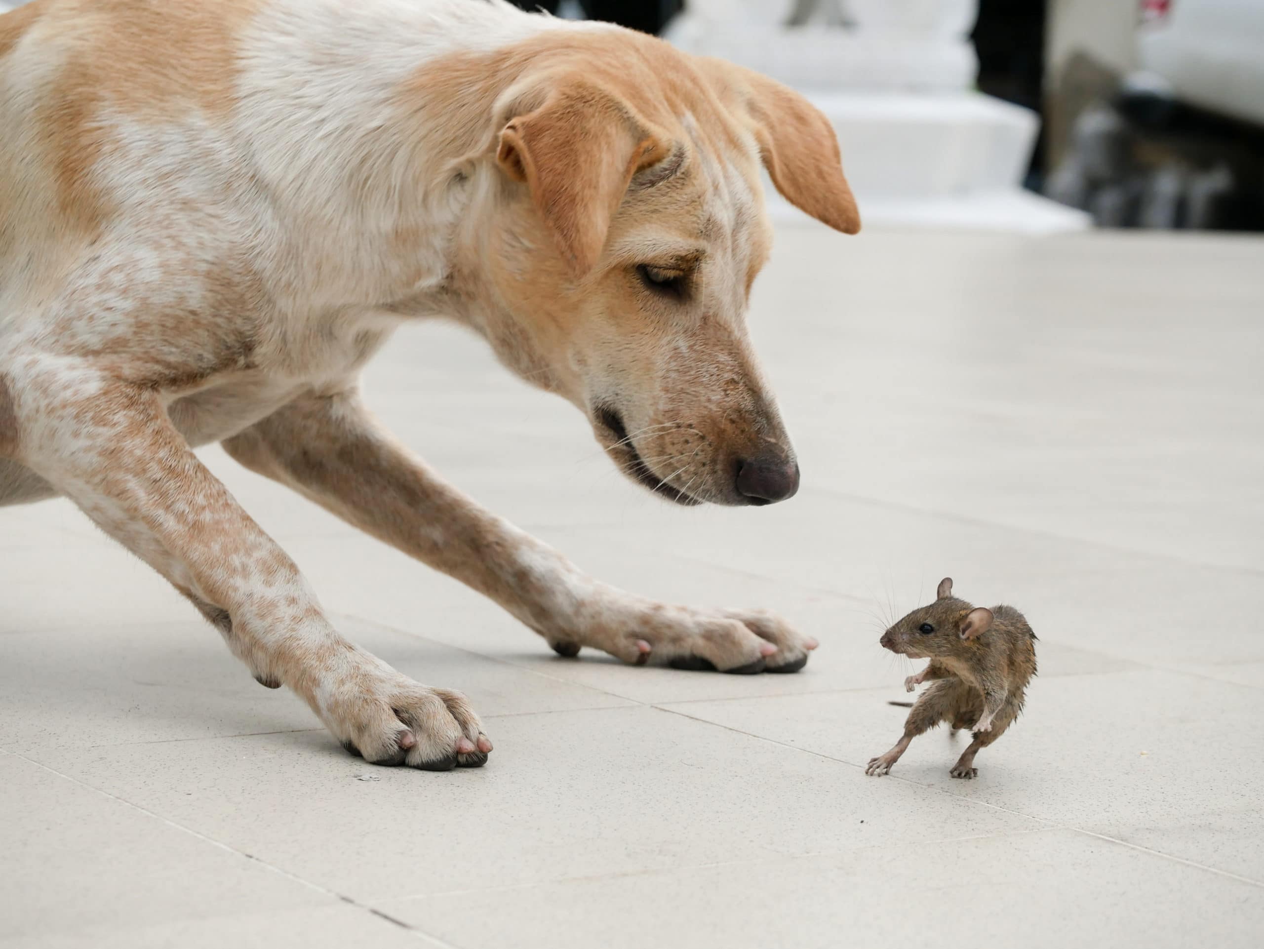 Dog chasing a mice