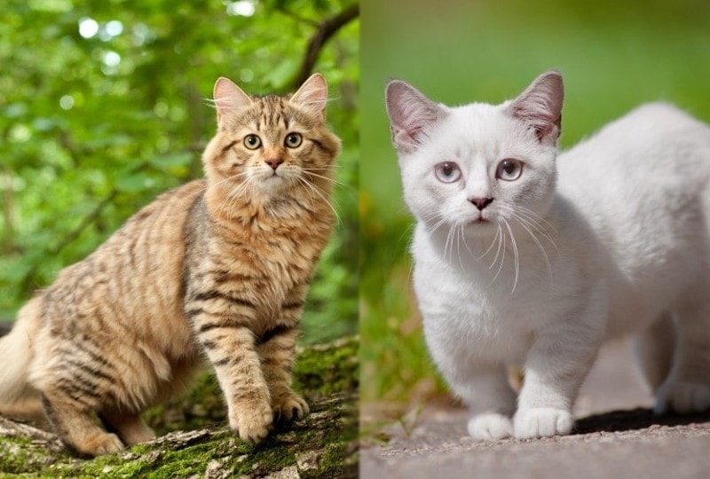siberian and munchkin cat