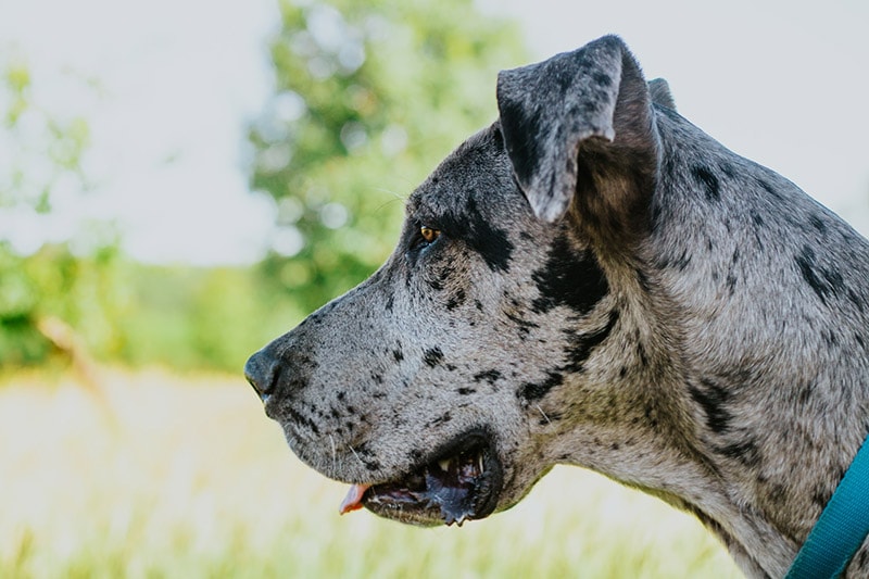 are merle great danes healthy