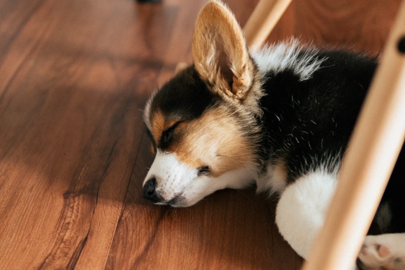 sleeping corgi