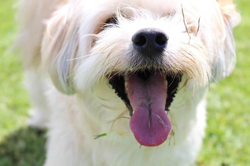 smiling dog ate grass