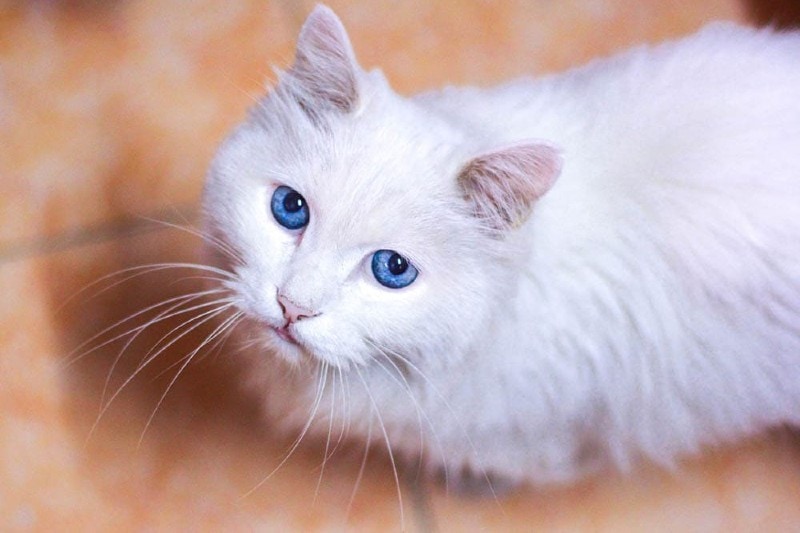 con mèo trắng căng thẳng trên sàn nhà