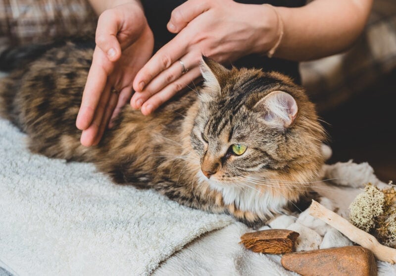 tabby cat having a massage