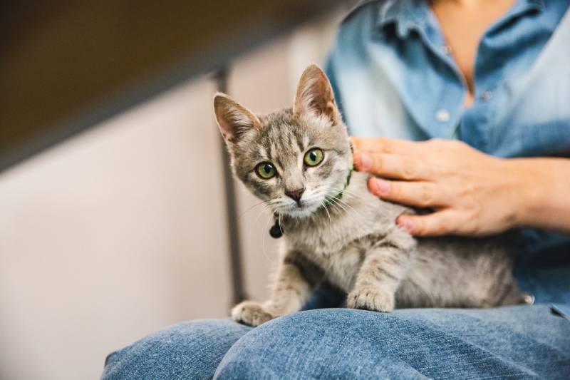 tabby cat with grey fur and green eyes sitting on owner's lap at home