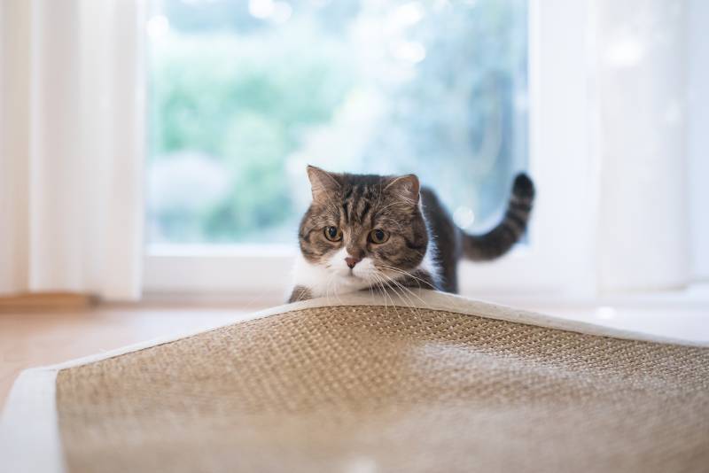 tabby white british shorthair cat searching for cat's toy under the sisal carpet