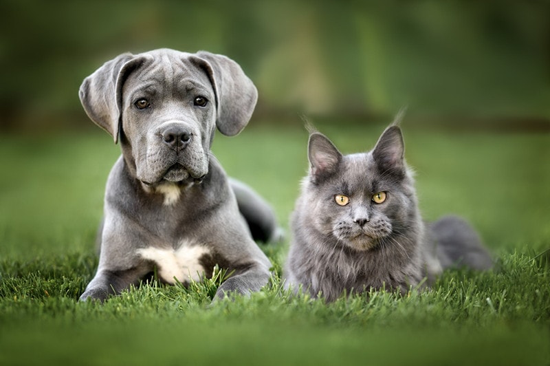 When Do Maine Coons Stop Growing? Discover the Surprising Answer! 2 When Do Maine Coons Stop Growing? Discover the Surprising Answer!