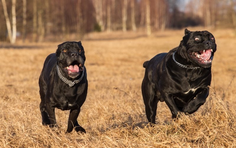 two black cane corso dogs running in the meadow