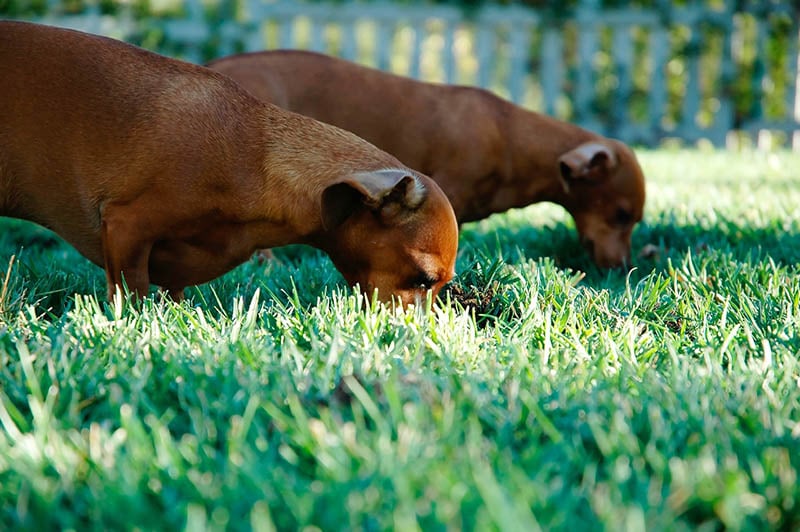 two brown dachshunds grazing on the yard