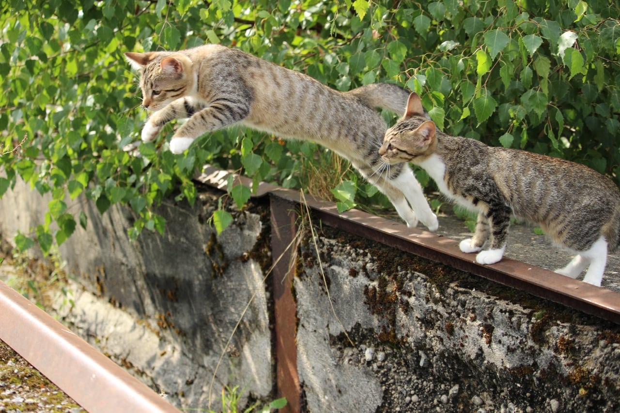 two cats jumping over fence