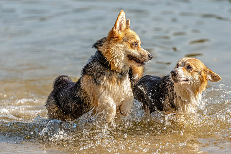 two corgis playing on the water