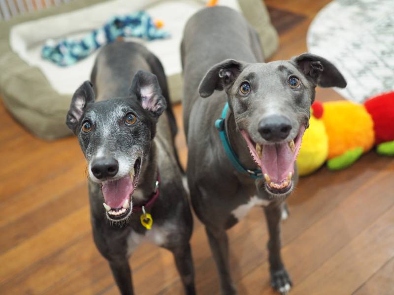 two greyhound dogs at home