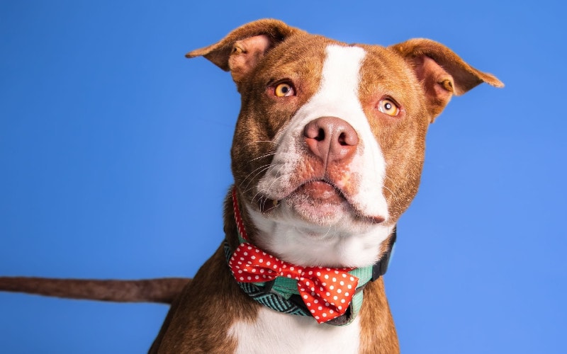white and brown dog with a white dotted red bowtie