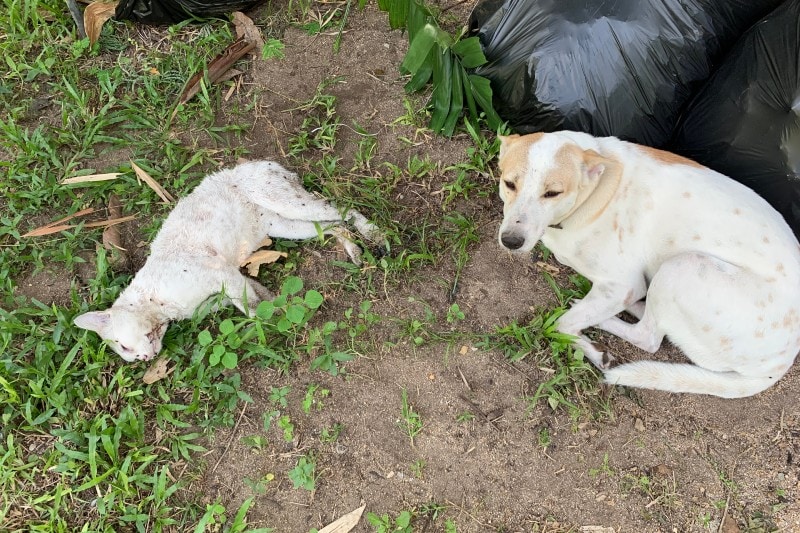 Can A Dog Get Sick From Killing A Cat