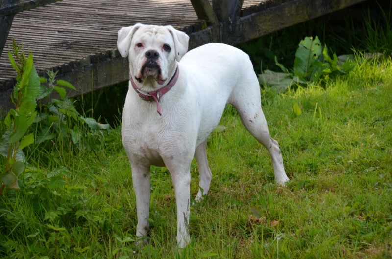 white great dane in the grass