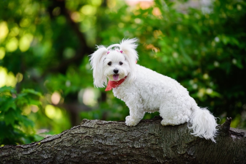 white maltipoo on the log