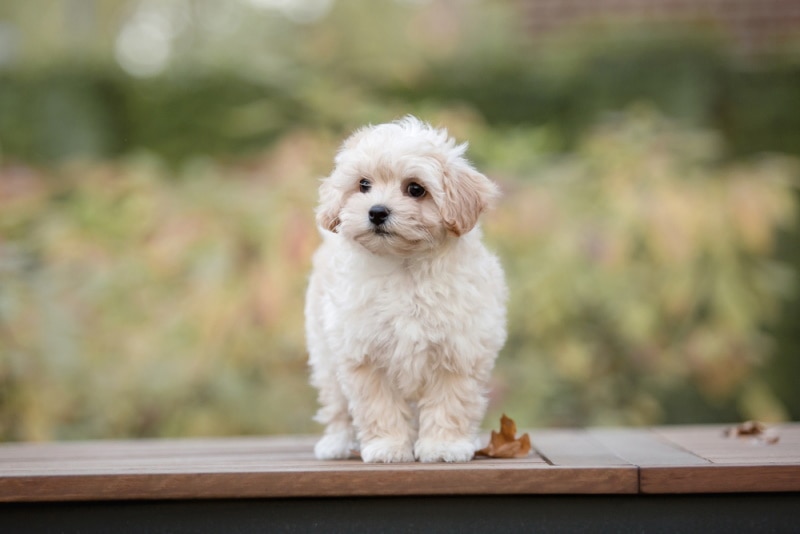 white maltipoo on the table